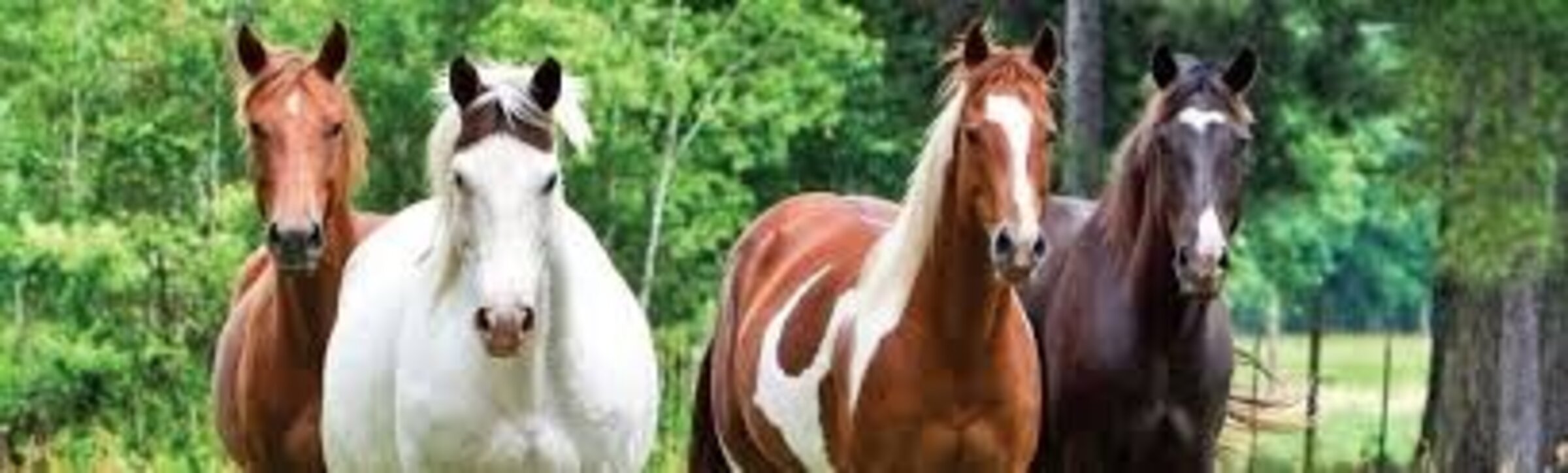 PARA EL CABALLO
